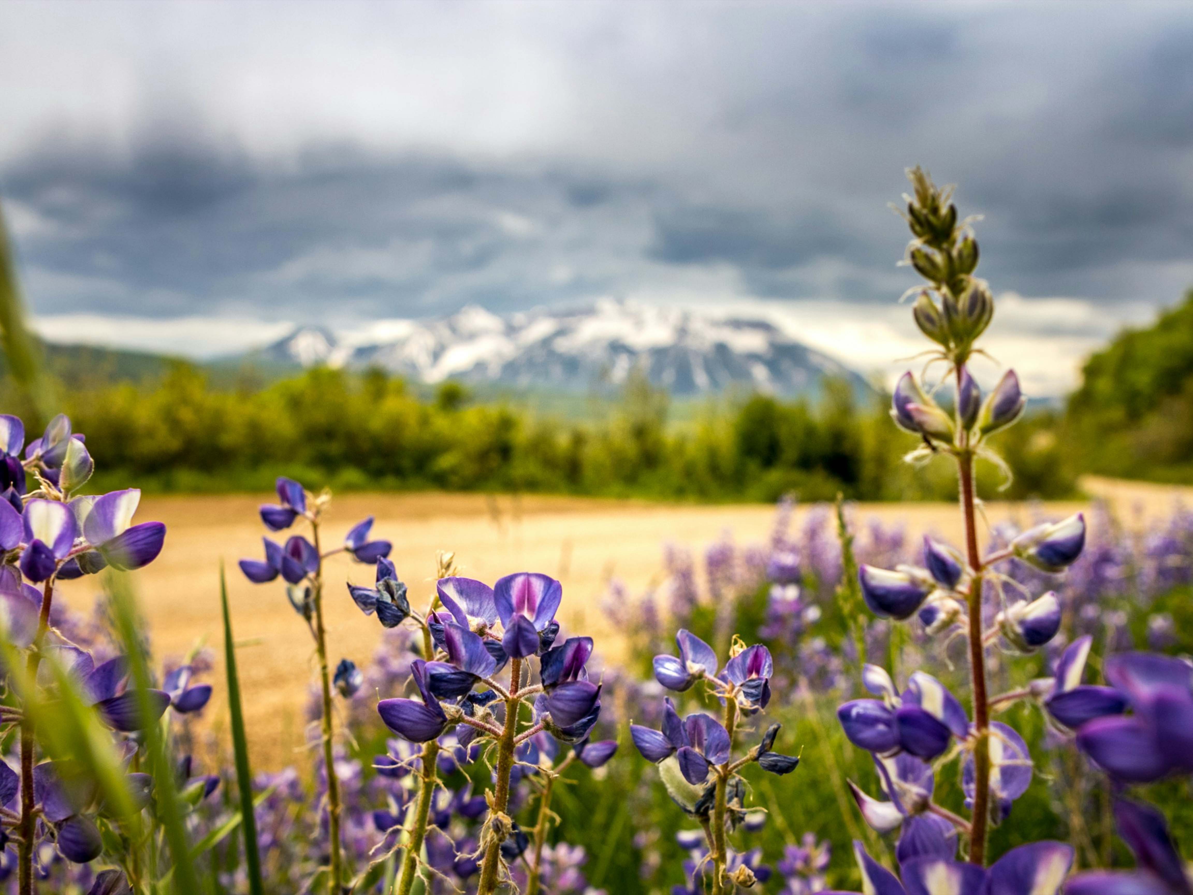 An Image Purple Wildflowers and Tall Grass With Mountains in the Background