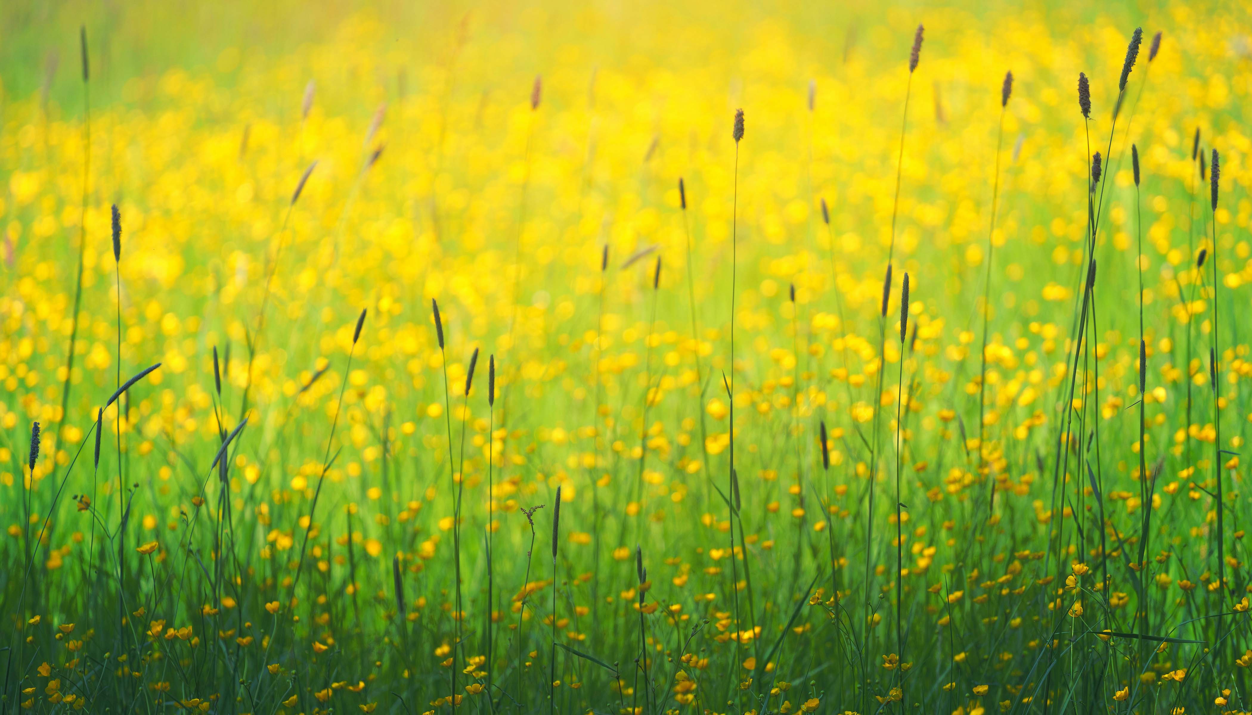 Yellow Wildflowers In Green Grass