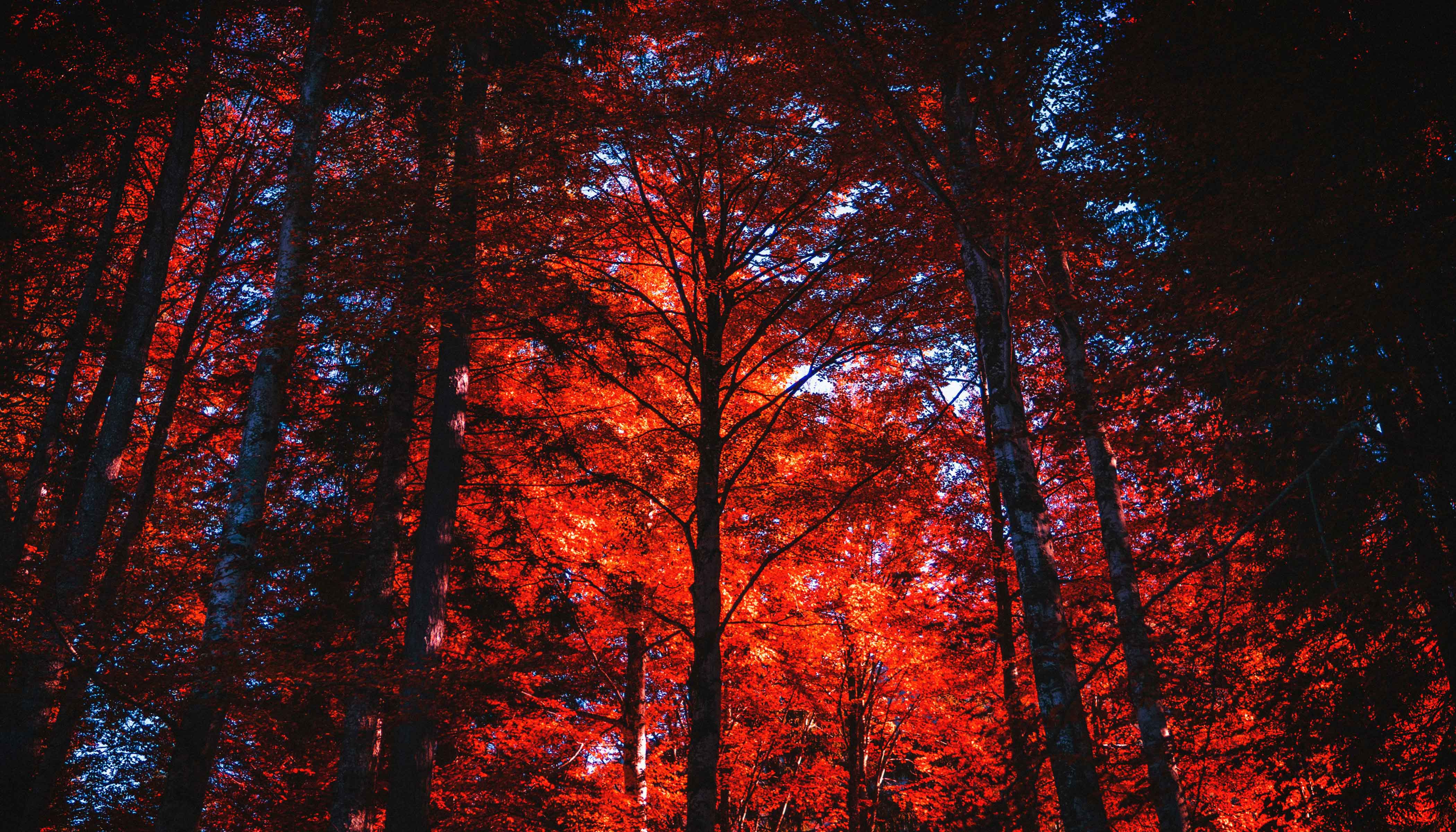 Trees With Red Leaves and Sun Shining Through