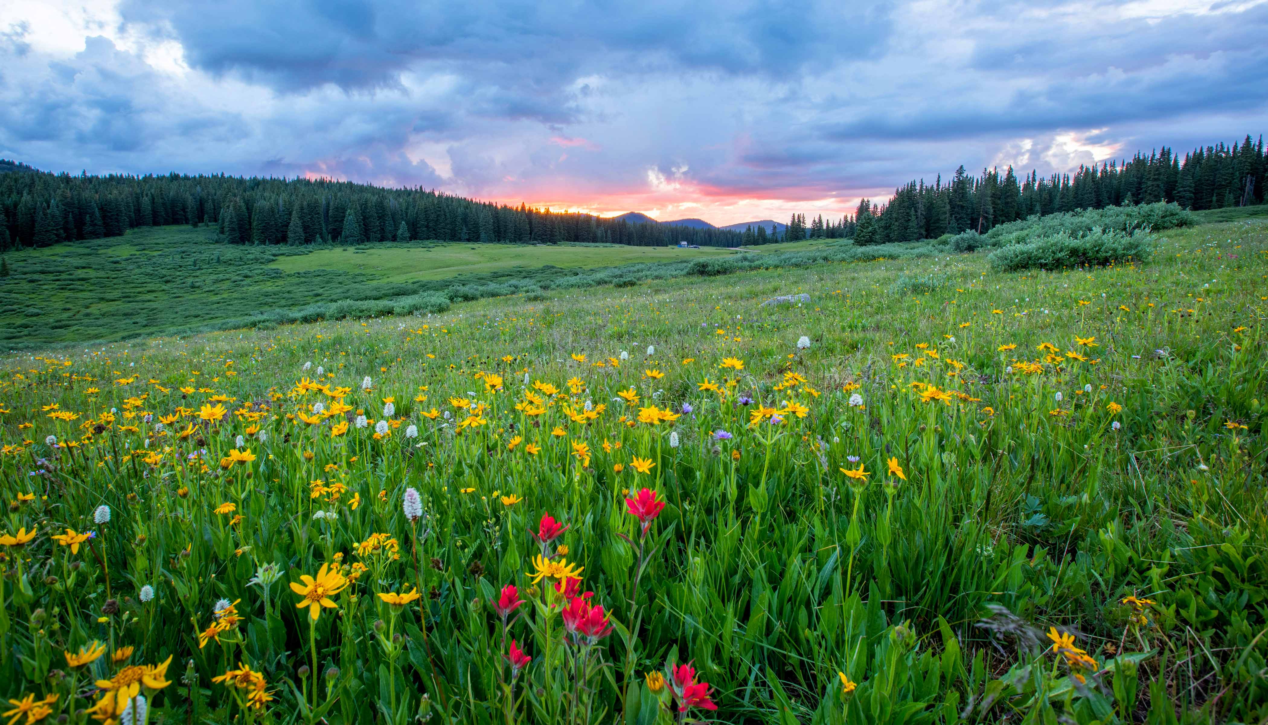 A Field of Wildflowers With A Forest And Mountains In The Background