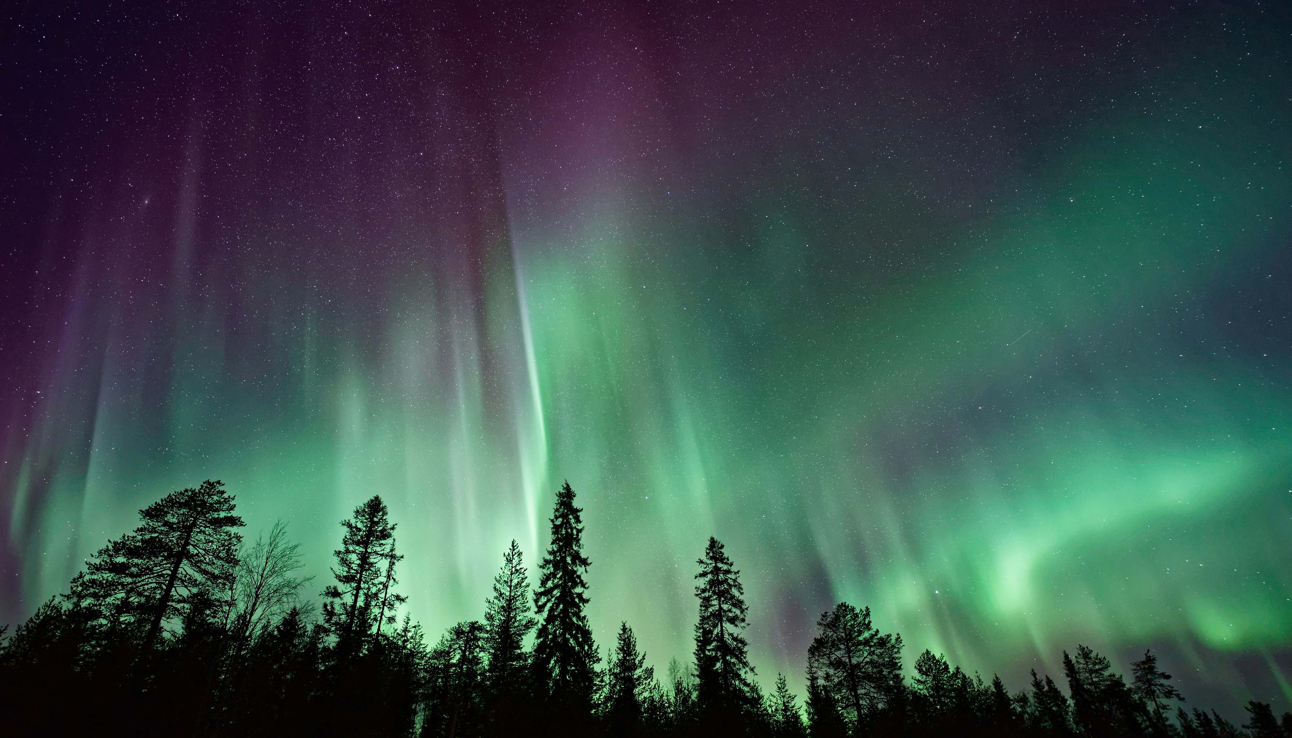 The Northern Lights Over Dark Trees